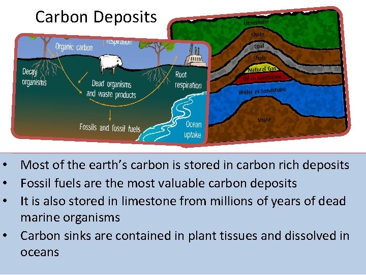 Carbon Deposits • Most of the earth’s carbon is stored in carbon rich deposits