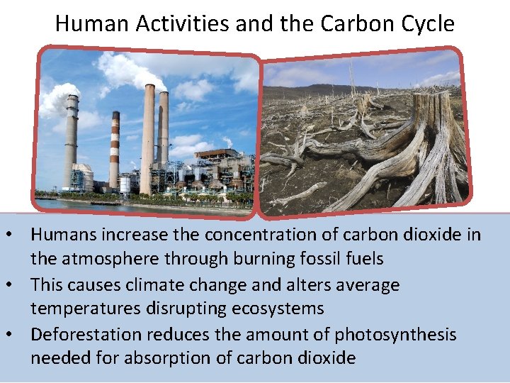 Human Activities and the Carbon Cycle • Humans increase the concentration of carbon dioxide