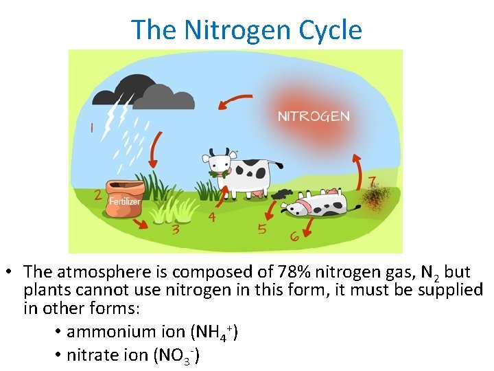 The Nitrogen Cycle • The atmosphere is composed of 78% nitrogen gas, N 2