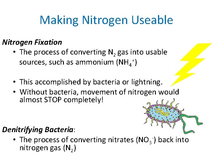 Making Nitrogen Useable Nitrogen Fixation • The process of converting N 2 gas into