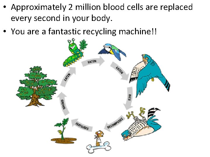  • Approximately 2 million blood cells are replaced every second in your body.