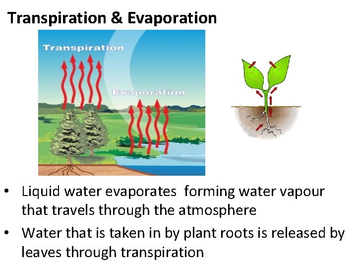 Transpiration & Evaporation • Liquid water evaporates forming water vapour that travels through the