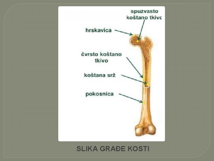 SLIKA GRAĐE KOSTI 