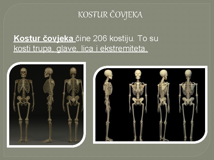 KOSTUR ČOVJEKA Kostur čovjeka čine 206 kostiju. To su kosti trupa, glave, lica i