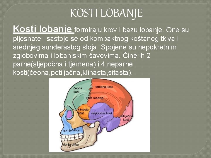 KOSTI LOBANJE Kosti lobanje formiraju krov i bazu lobanje. One su pljosnate i sastoje