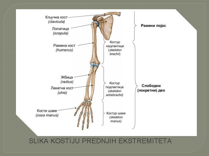 SLIKA KOSTIJU PREDNJIH EKSTREMITETA 