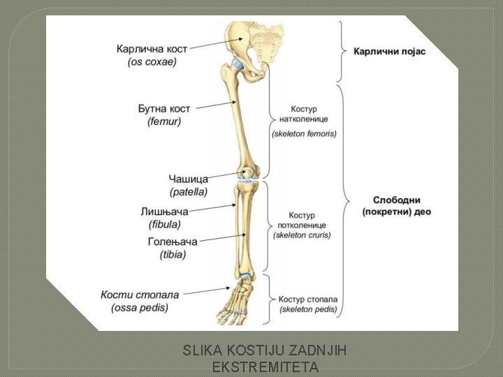 SLIKA KOSTIJU ZADNJIH EKSTREMITETA 