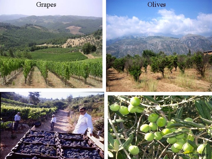Grapes Olives Back to Geography Grapes Olives Back to Geography