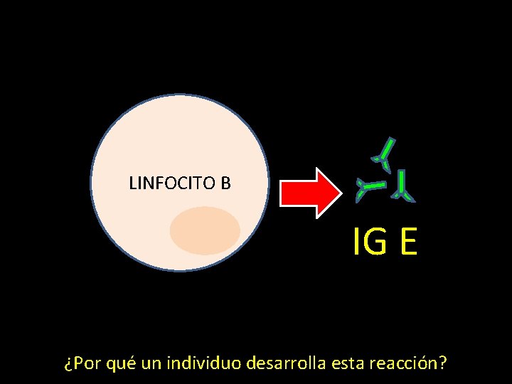LINFOCITO B IG E ¿Por qué un individuo desarrolla esta reacción? 