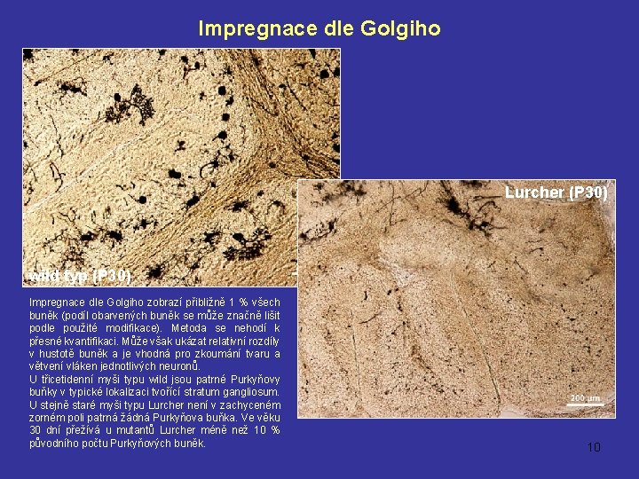 Impregnace dle Golgiho Lurcher (P 30) wild typ (P 30) Impregnace dle Golgiho zobrazí Impregnace dle Golgiho Lurcher (P 30) wild typ (P 30) Impregnace dle Golgiho zobrazí