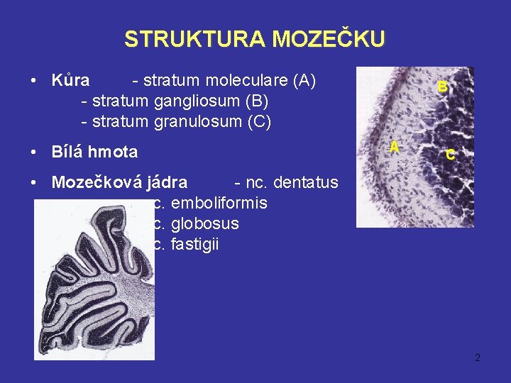 STRUKTURA MOZEČKU • Kůra - stratum moleculare (A) - stratum gangliosum (B) - stratum STRUKTURA MOZEČKU • Kůra - stratum moleculare (A) - stratum gangliosum (B) - stratum