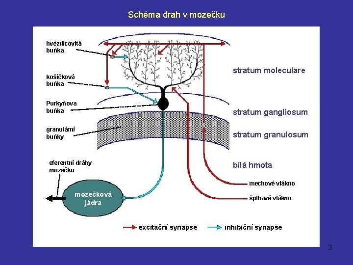 Schéma drah v mozečku hvězdicovitá buňka stratum moleculare košíčková buňka Purkyňova buňka stratum gangliosum Schéma drah v mozečku hvězdicovitá buňka stratum moleculare košíčková buňka Purkyňova buňka stratum gangliosum