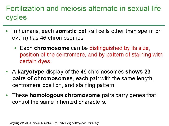 Fertilization and meiosis alternate in sexual life cycles • In humans, each somatic cell