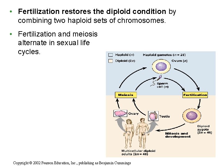  • Fertilization restores the diploid condition by combining two haploid sets of chromosomes.