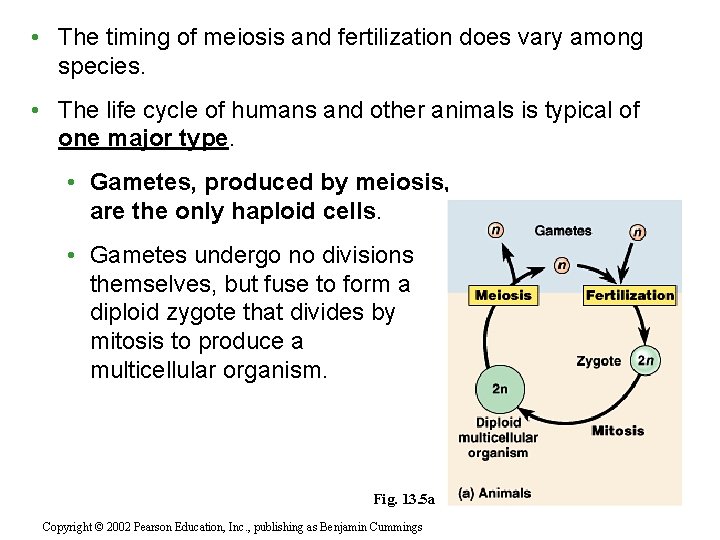  • The timing of meiosis and fertilization does vary among species. • The