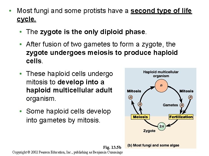  • Most fungi and some protists have a second type of life cycle.