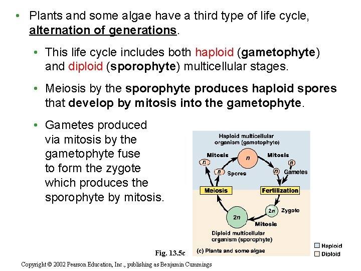  • Plants and some algae have a third type of life cycle, alternation