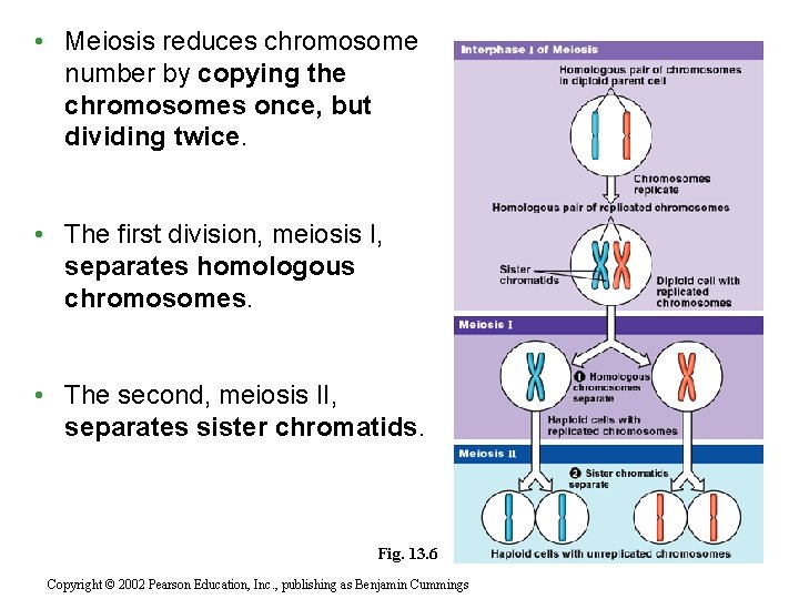  • Meiosis reduces chromosome number by copying the chromosomes once, but dividing twice.