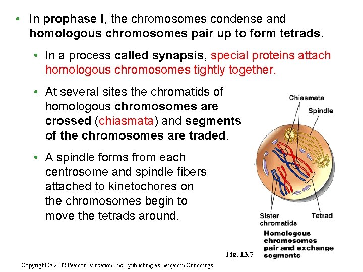  • In prophase I, the chromosomes condense and homologous chromosomes pair up to