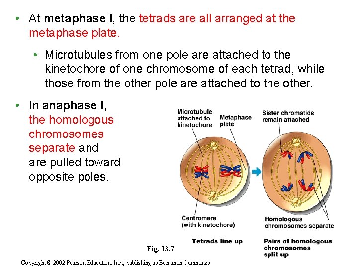  • At metaphase I, the tetrads are all arranged at the metaphase plate.