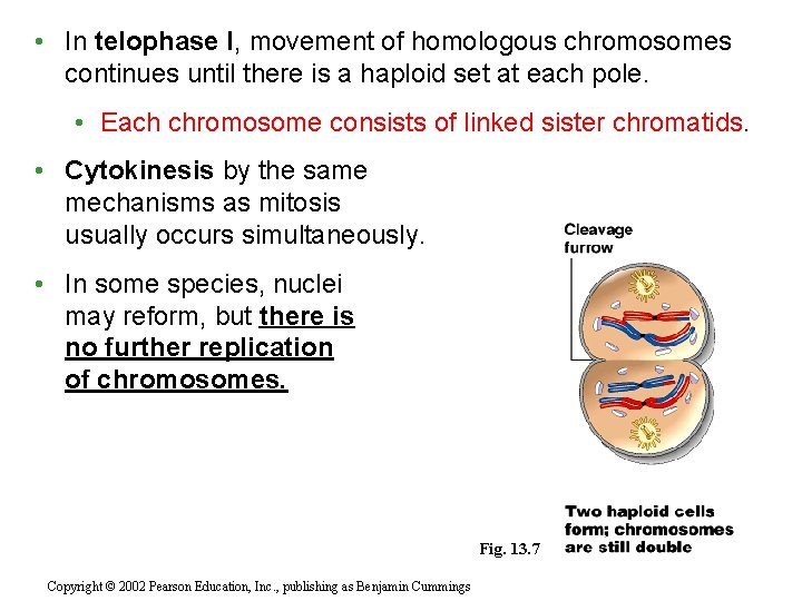 • In telophase I, movement of homologous chromosomes continues until there is a