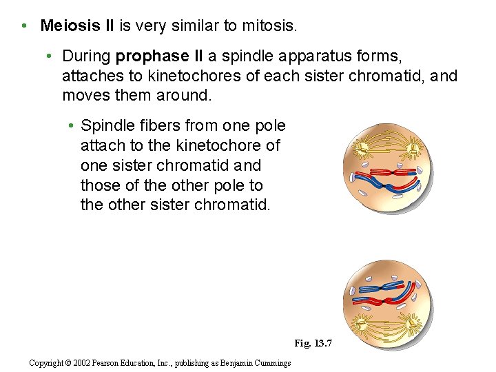  • Meiosis II is very similar to mitosis. • During prophase II a