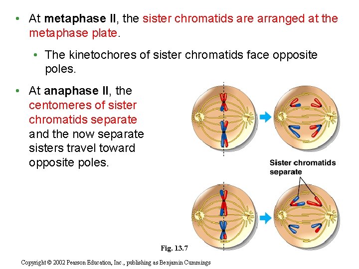 • At metaphase II, the sister chromatids are arranged at the metaphase plate.