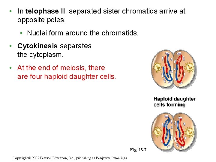  • In telophase II, separated sister chromatids arrive at opposite poles. • Nuclei