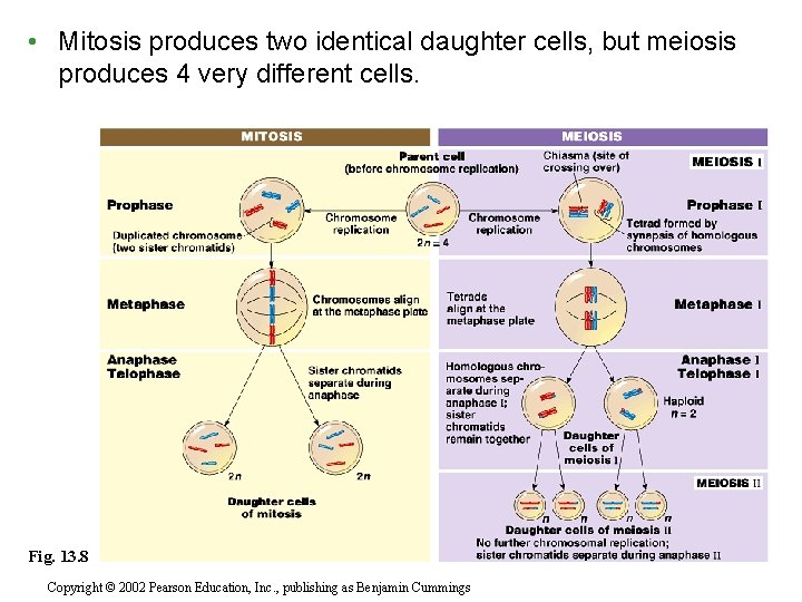  • Mitosis produces two identical daughter cells, but meiosis produces 4 very different