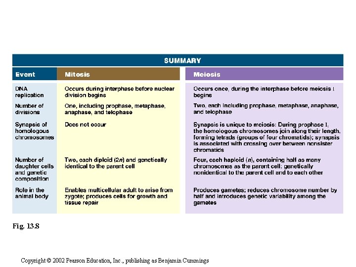 Fig. 13. 8 Copyright © 2002 Pearson Education, Inc. , publishing as Benjamin Cummings