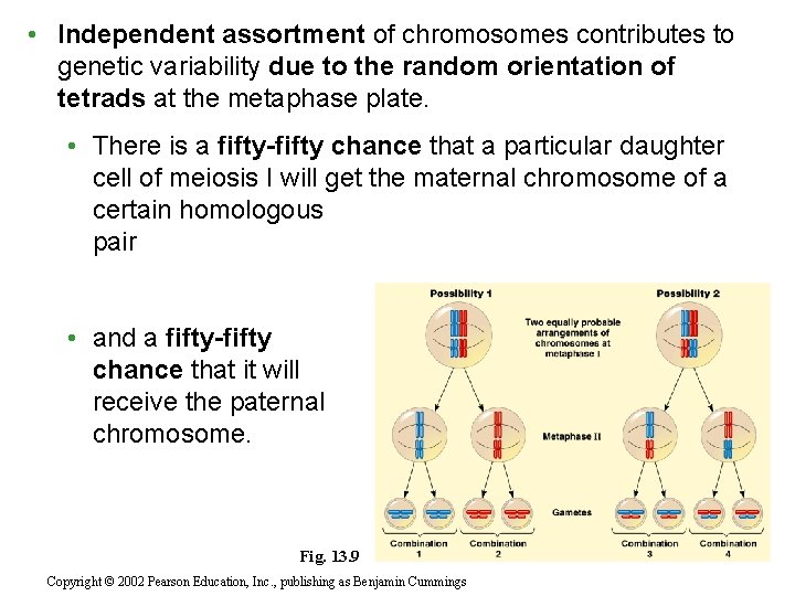  • Independent assortment of chromosomes contributes to genetic variability due to the random