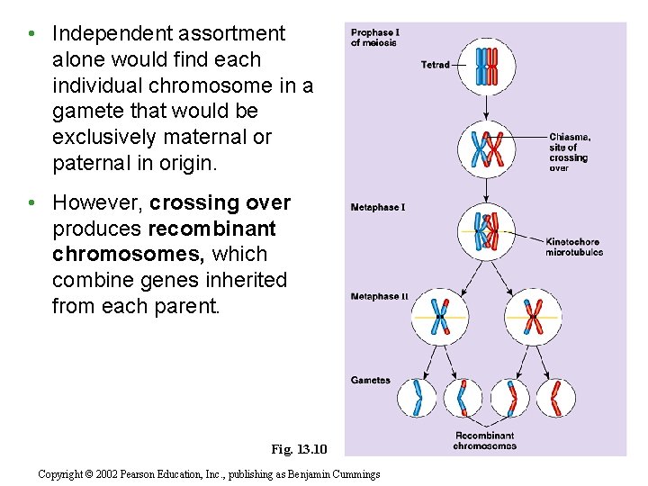  • Independent assortment alone would find each individual chromosome in a gamete that