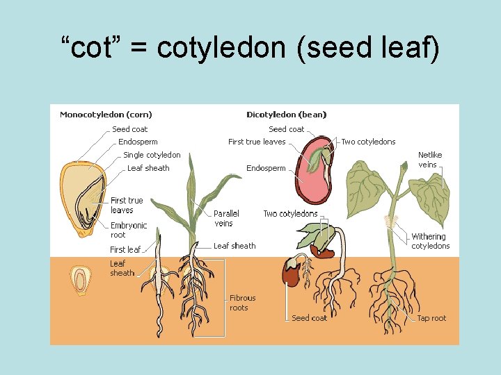 “cot” = cotyledon (seed leaf) 
