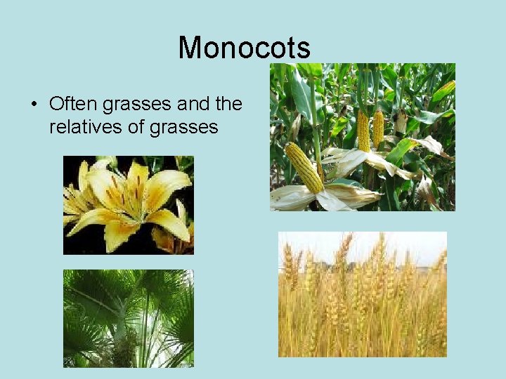 Monocots • Often grasses and the relatives of grasses 