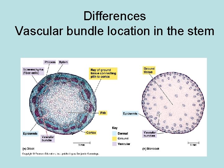 Differences Vascular bundle location in the stem 