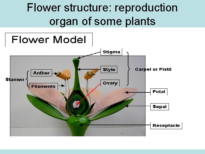 Flower structure: reproduction organ of some plants 