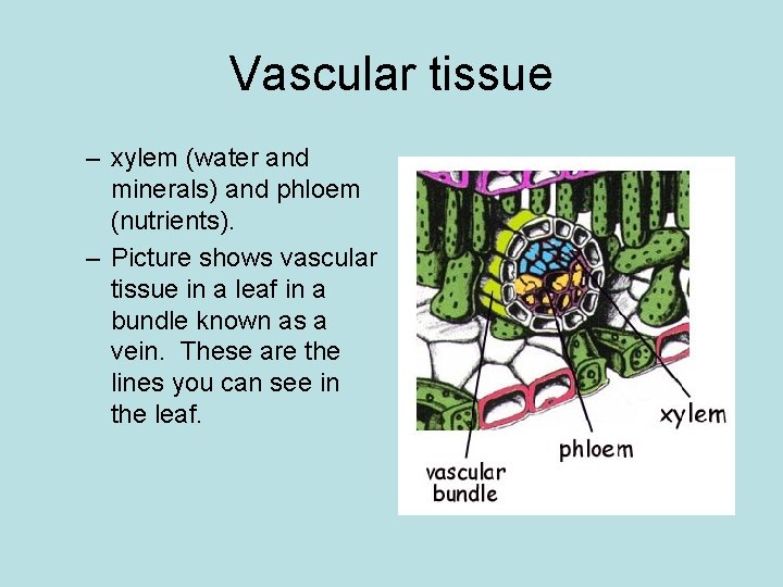 Vascular tissue – xylem (water and minerals) and phloem (nutrients). – Picture shows vascular