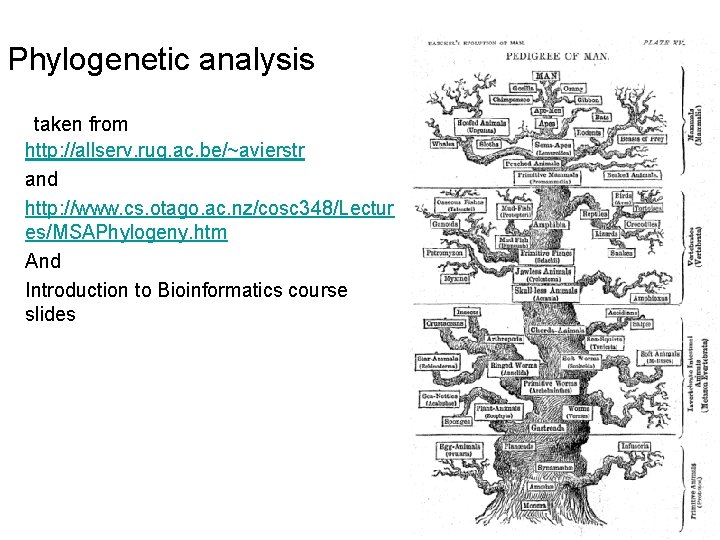 Phylogenetic analysis taken from http: //allserv. rug. ac. be/~avierstr and http: //www. cs. otago.