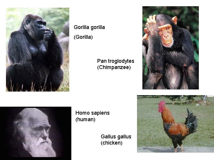 Gorilla gorilla (Gorilla) Pan troglodytes (Chimpanzee) Homo sapiens (human) Gallus gallus (chicken) 15 