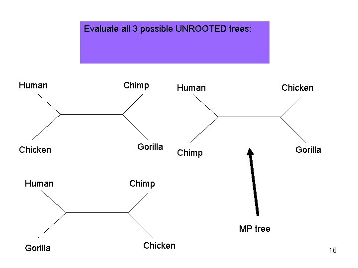 Evaluate all 3 possible UNROOTED trees: Human Chicken Human Chimp Gorilla Human Chicken Gorilla