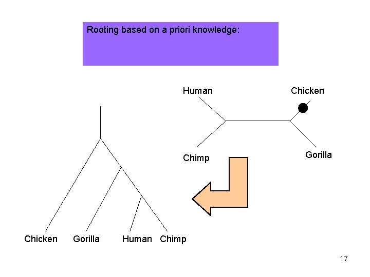 Rooting based on a priori knowledge: Human Chimp Chicken Gorilla Human Chimp 17 