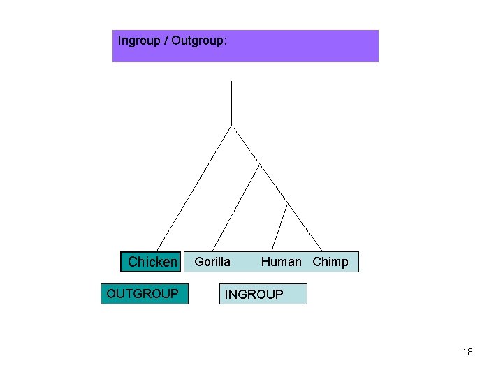 Ingroup / Outgroup: Chicken OUTGROUP Gorilla Human Chimp INGROUP 18 