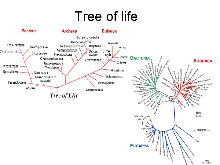 Tree of life 
