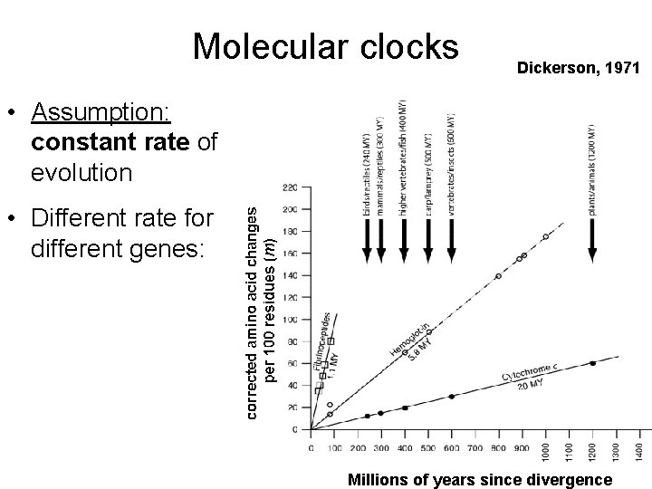 Molecular clocks Dickerson, 1971 • Assumption: constant rate of evolution • Different rate for