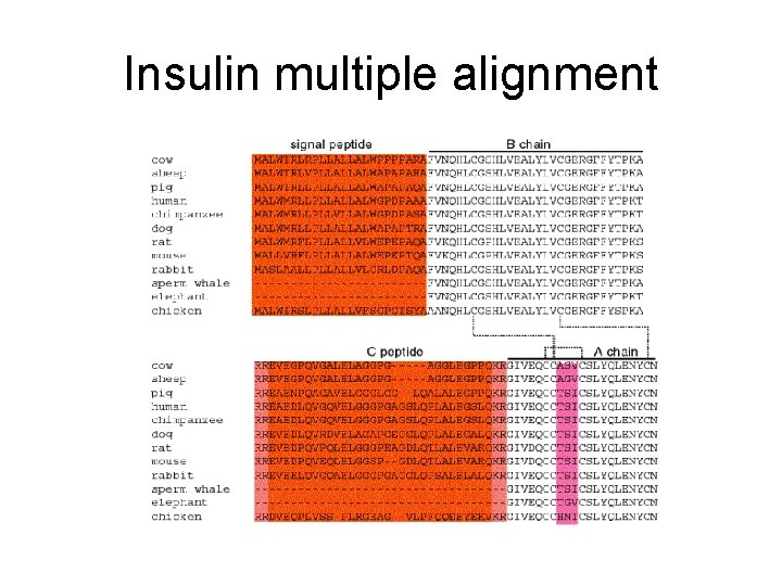 Insulin multiple alignment 