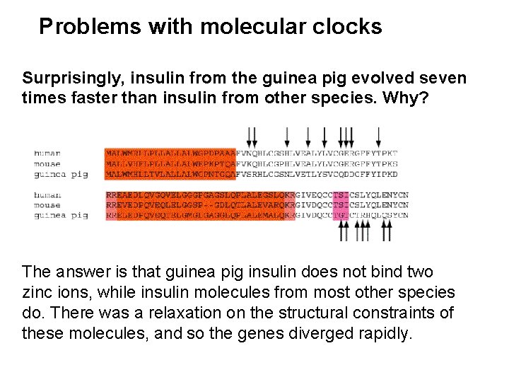 Problems with molecular clocks Surprisingly, insulin from the guinea pig evolved seven times faster
