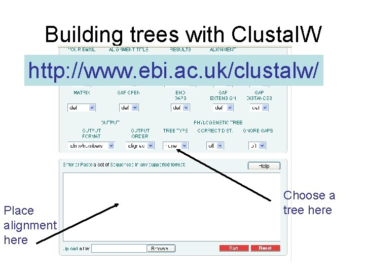 Building trees with Clustal. W http: //www. ebi. ac. uk/clustalw/ Place alignment here Choose