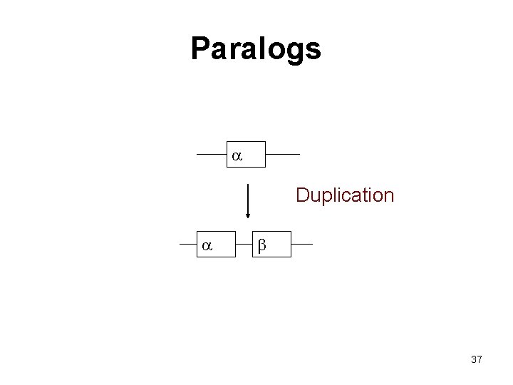 Paralogs a Duplication a b 37 