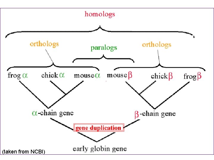 (taken from NCBI) 38 