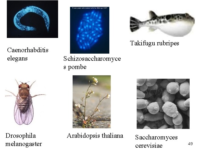 Caenorhabditis elegans Drosophila melanogaster Takifugu rubripes Schizosaccharomyce s pombe Arabidopsis thaliana Saccharomyces cerevisiae 49